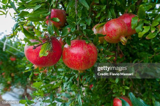 pomegranates cultivation in south apulia - pomegranate stock pictures, royalty-free photos & images