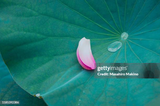 lotus flower petal - lotus stockfoto's en -beelden