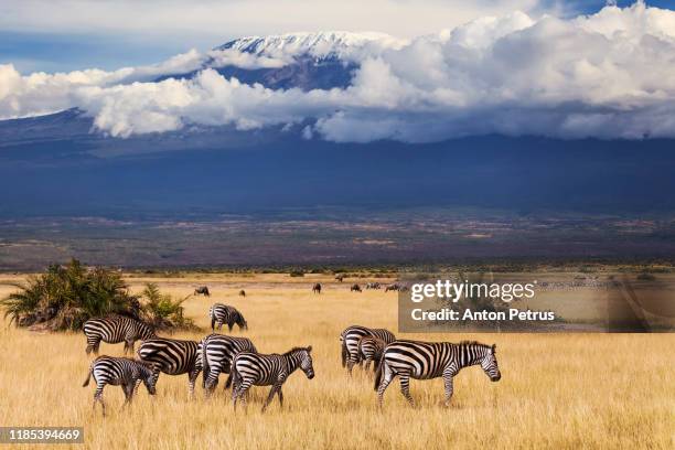 zebras on the background of mount kilimanjaro, kenya - mountain zebra nationalpark stock-fotos und bilder