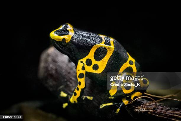 yellow-banded poison arrow frog - dendrobates leucomelas stock pictures, royalty-free photos & images