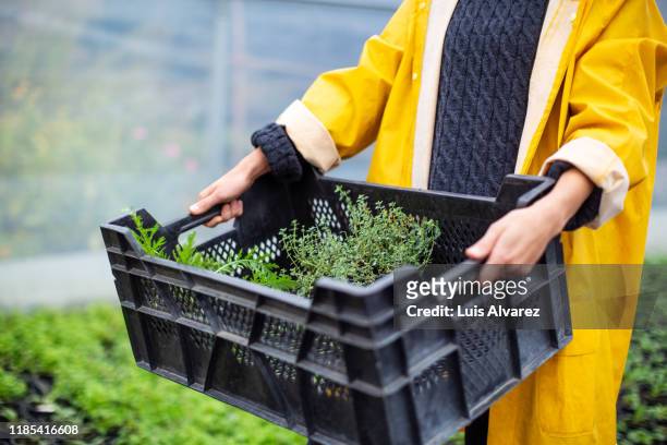 woman holding a plants crate working in greenhouse - rolling up sleeve stock-fotos und bilder