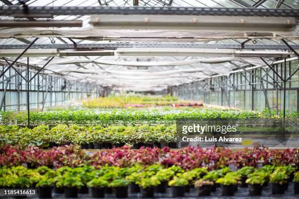 interior of brightly lit greenhouse - gärtnerei stock-fotos und bilder