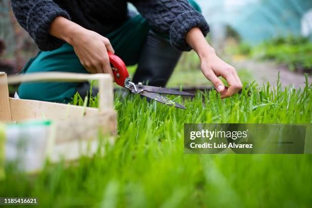 female gardener cutting grass with pruning shears - grass cut out stock pictures, royalty-free photos & images