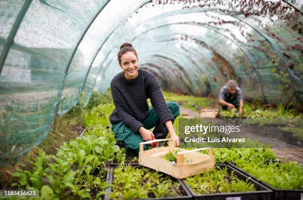 female gardener working in garden center - organic farm foto e immagini stock