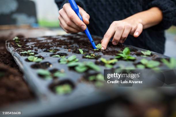 woman working in a garden center planting seedling - sembrar fotografías e imágenes de stock