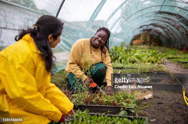 women chatting while working in greenhouse - jardín de la comunidad fotografías e imágenes de stock
