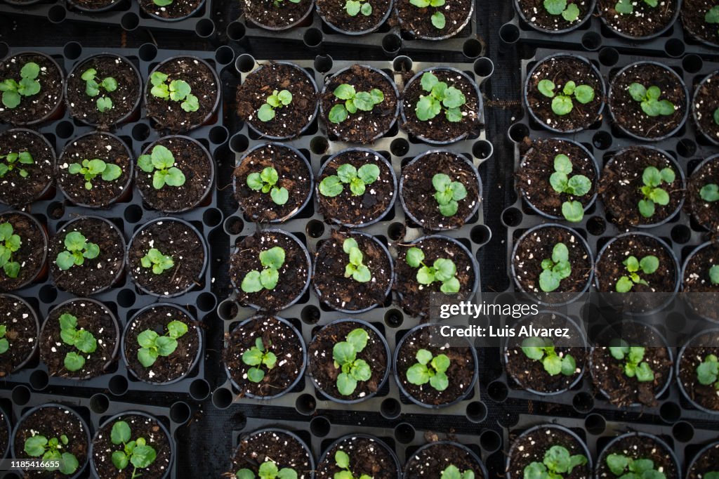 Saplings in plastic trays at garden center