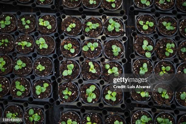saplings in plastic trays at garden center - plant from above stock pictures, royalty-free photos & images