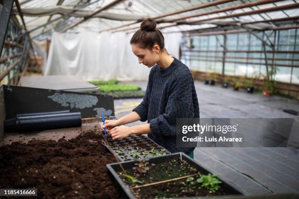 female nursery worker working inside greenhouse - small beginnings stock pictures, royalty-free photos & images