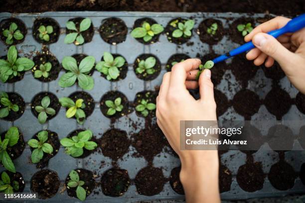 gardener planting seedlings in a plastic tray - zaaien stockfoto's en -beelden