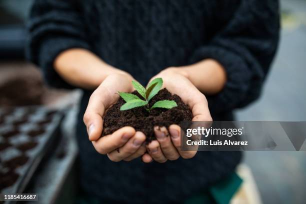 female gardener holding a sapling with soil - seedling stock-fotos und bilder