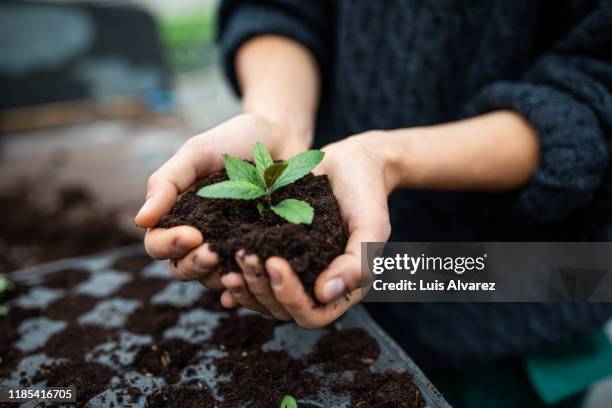 gardener's hands with a seedling at garden center - sapling stock pictures, royalty-free photos & images
