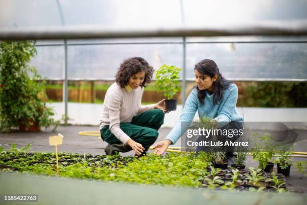 female gardeners working in a vegetable farm - indoor vegetable garden stock pictures, royalty-free photos & images