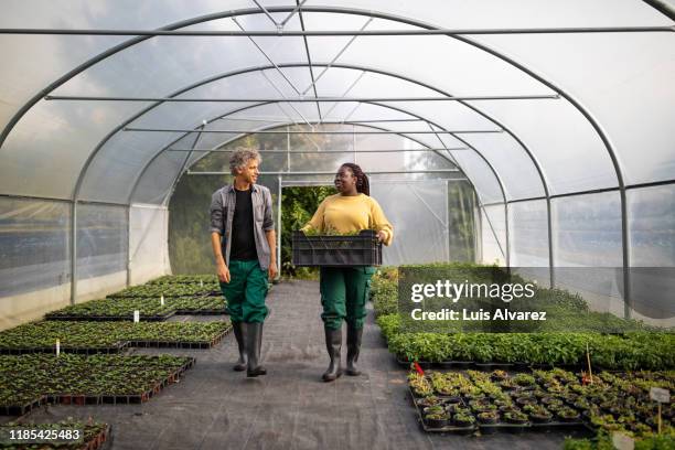 two garden workers working in a greenhouse plantation - african open day two fotografías e imágenes de stock