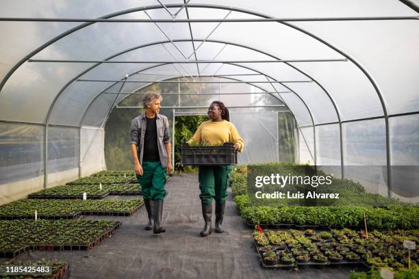 two garden workers working in a greenhouse plantation - tuincentrum stockfoto's en -beelden