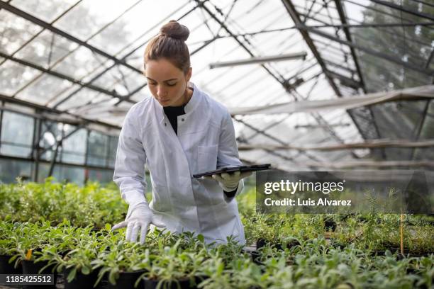 female agricultural engineer working in a greenhouse - hidropónica fotografías e imágenes de stock