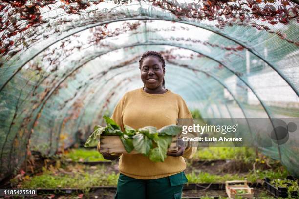 woman garden worker with plants box in greenhouse - jardín de la comunidad fotografías e imágenes de stock