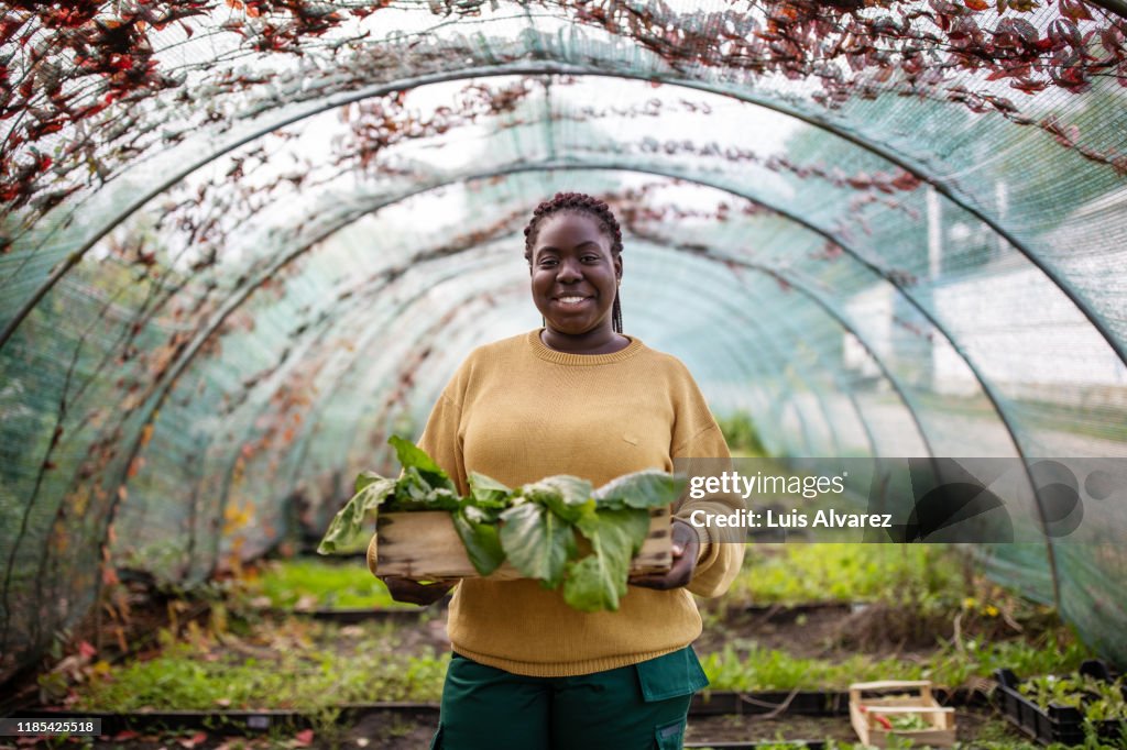 Woman garden worker with plants box in greenhouse