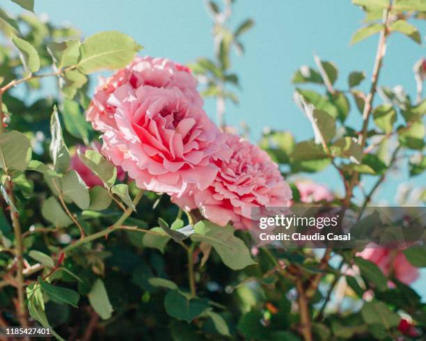 pink roses up in the blue sky - rosaceae stock pictures, royalty-free photos & images