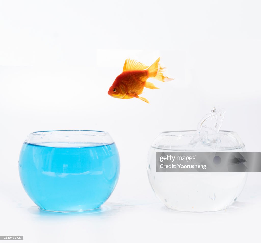 Goldfish jumping out one fishbowl to another aquarium with clear water