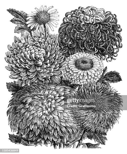 chrysanthemum indicum is a flowering plant 1897 - chrysanthemum illustration stock illustrations