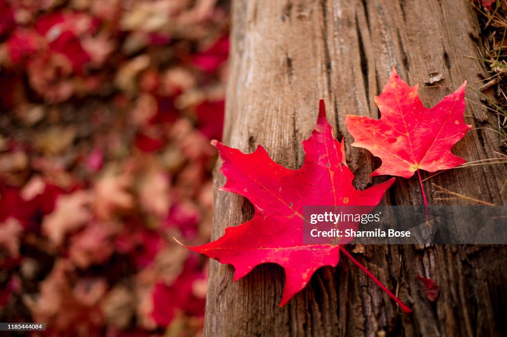 Autumn Leaves