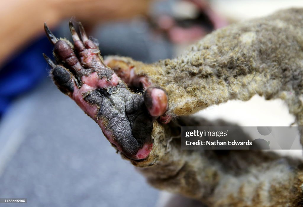 Koala Hospital Works To Save Injured Animals Following Bushfires Across Eastern Australia