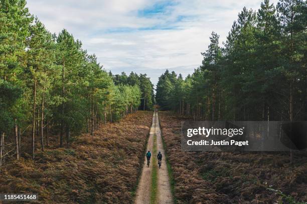 cyclists on forest track - bomenrij stockfoto's en -beelden