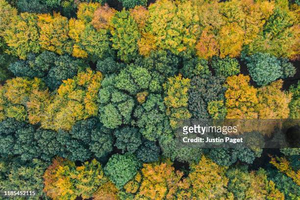 looking down onto autumnal forest - aerial view uk stock pictures, royalty-free photos & images