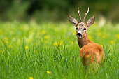 Roe deer buck looking behind on a green meadow with yellow flowers in summer.