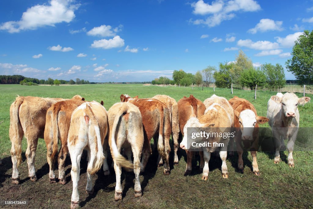Group of cows