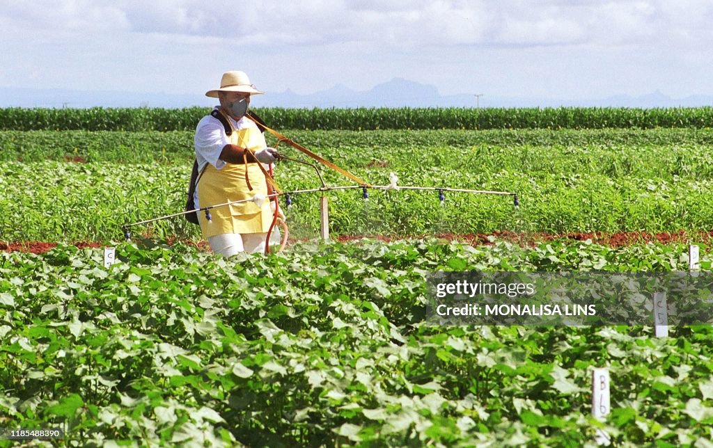 BRAZIL-TRANSGENIC SOYA BEANS PLANTATION
