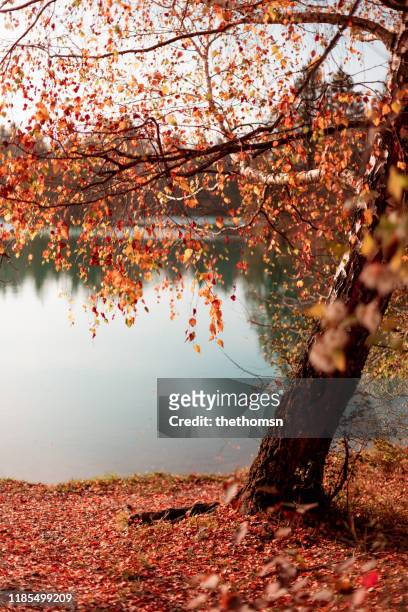 birch with autumn leaves on lakeside, bavaria, germany - birch tree forest stock pictures, royalty-free photos & images