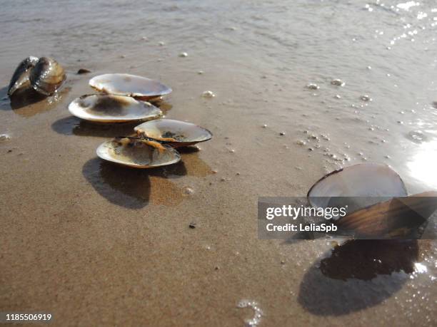 Butil Shell Butterfly Shells Photos and Premium High Res Pictures - Getty Images
