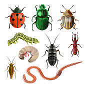 Set of different insects and worms.