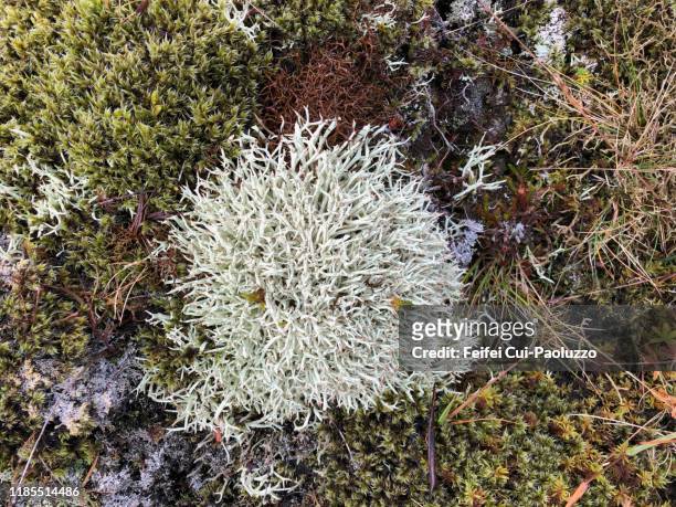 usnea lichen at reydarfjördur, iceland - lachen stock pictures, royalty-free photos & images