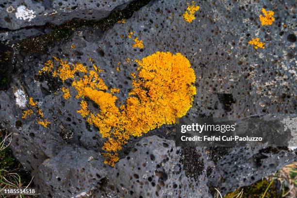 orange sea lichen on a rock at skardsvik beach, west iceland - orange lichen stock pictures, royalty-free photos & images