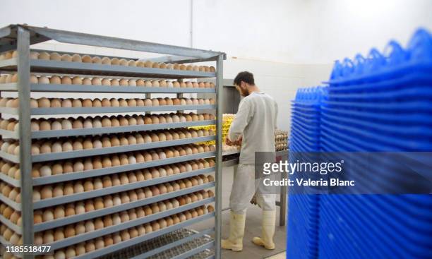 incubator eggs - incubator imagens e fotografias de stock