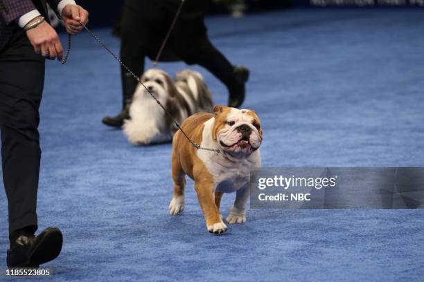 Pictured: 2019 National Dog Show Non-Sporting Group Winner and Best In Show, Bulldog named "Thor" --