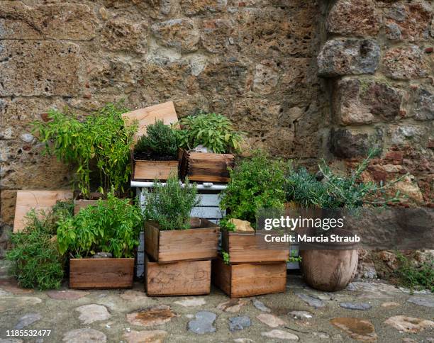 herbs and spices growing in old wooden wine crates - wine crate stock pictures, royalty-free photos & images