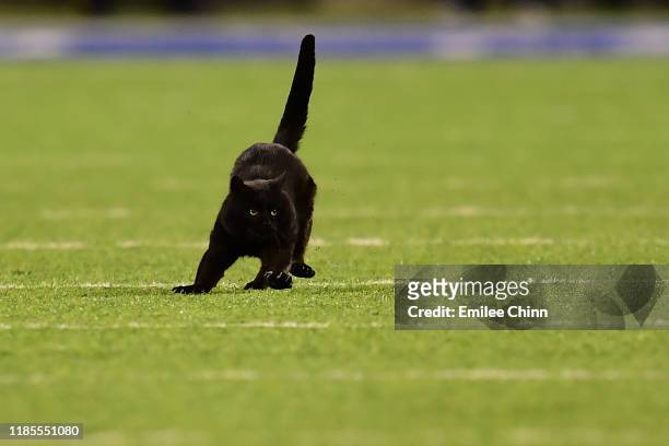 Black cat runs on the field during the second quarter of the New York Giants and Dallas Cowboys game at MetLife Stadium on November 04, 2019 in East...