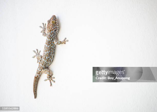 shot of a tokay gecko living on the white wall. - animal head on wall stock pictures, royalty-free photos & images
