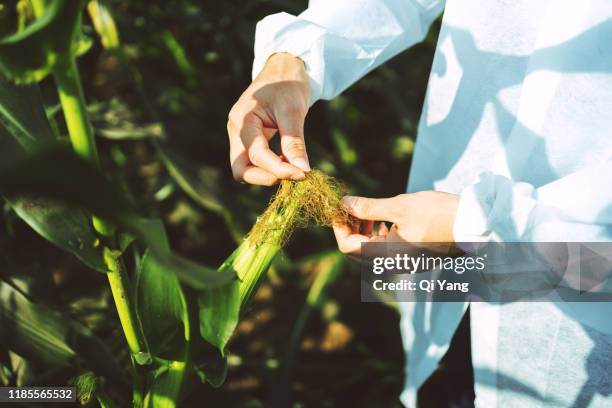 agricultural scientist examining in the cornfield - same person different looks stock-fotos und bilder