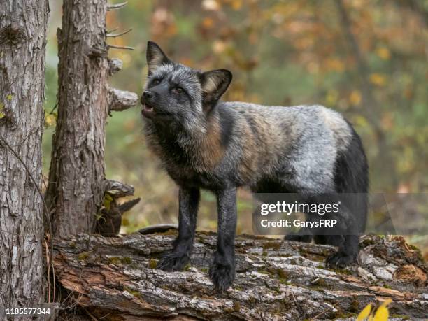 kreuz fuchs steht auf baumstamm in wald gefangen - black fox stock-fotos und bilder