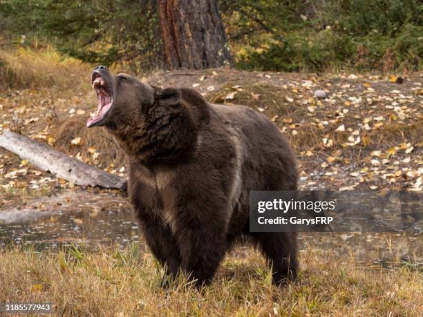 grizzly bear door waters edge herfst kleur achtergrond captive - bruine beer stockfoto's en -beelden