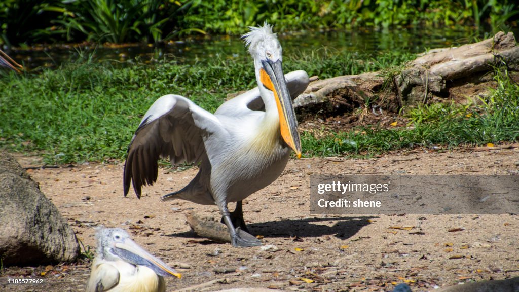 Pelican