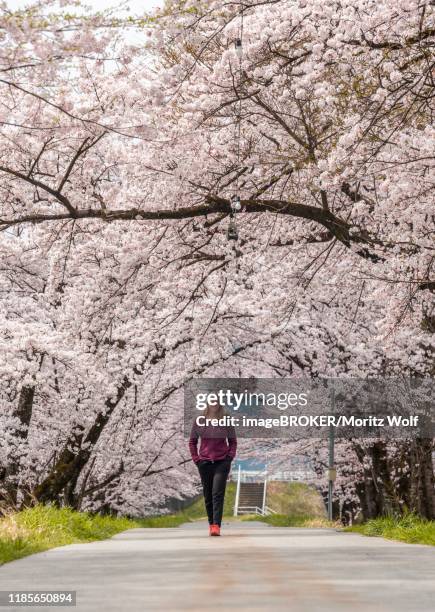 woman on a path, avenue under cherry blossoms, japanese cherry blossom in spring, nagano, japan - avenue pink cherry blossoms stockfoto's en -beelden