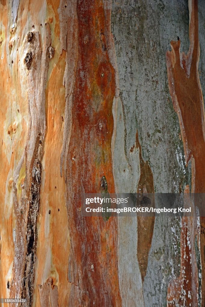 Bark of a Eucalyptus (Eucalyptus), detail, Crete, Greece
