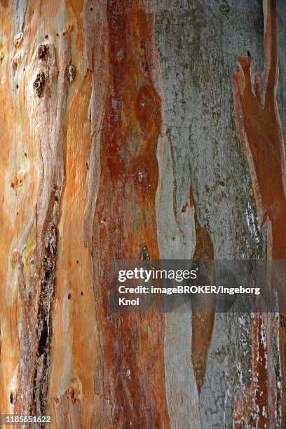 bark of a eucalyptus (eucalyptus), detail, crete, greece - eucalyptus tree bark stock pictures, royalty-free photos & images