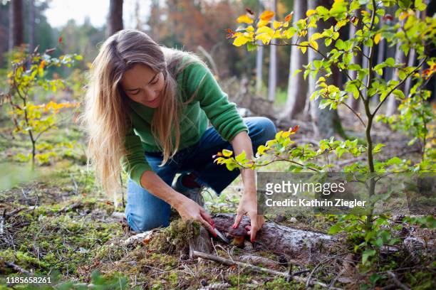 woman harvesting porcini mushroom in forest, bavaria, germany - woman kneeling stockfoto's en -beelden